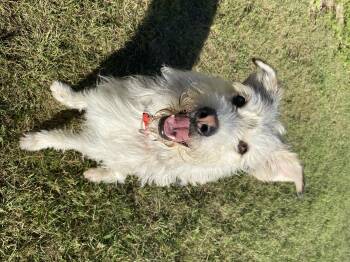 Rescue Wirehaired Terrier Dogs for Adoption in Melfort, Saskatchewan - Ringo | PetCurious