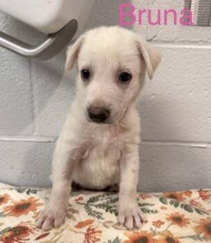 Bruna -  Mixed Breed Dog for Adoption in Fort Worth, Texas - Bruna | PetCurious