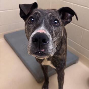 Drizzle -  Mixed Breed Dog Available for Adoption in Winston-salem, North Carolina - Drizzle | PetCurious