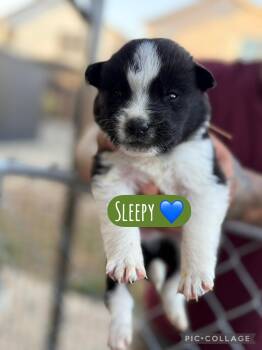 Sleepy -  Akita Dog for Adoption in Lodi, California - Sleepy | PetCurious