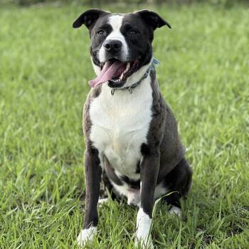 Rescue Border Collie and American Staffordshire Terrier Dogs for Adoption in Lucas, Texas - Jack Malloy | PetCurious