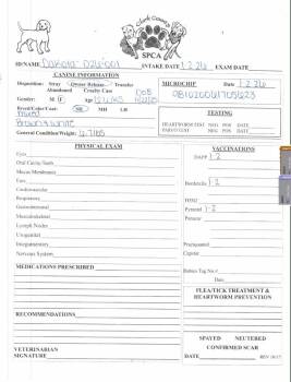 Mixed Breed Dogs Available for Adoption - Dakota | PetCurious