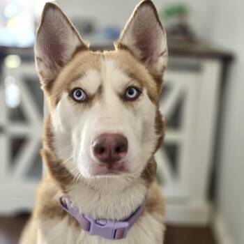Siberian Husky Dogs Available for Adoption - Anastasia | PetCurious