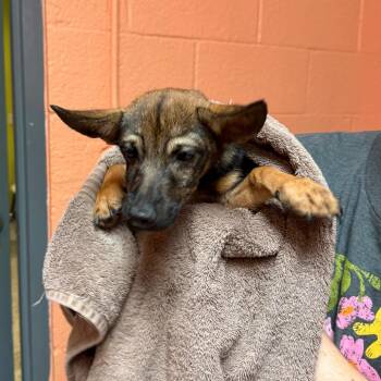0963-D26 -  Mixed Breed Dog for Adoption in Port Charlotte, Florida - 0963-D26 | PetCurious