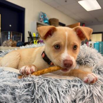 Labrador Retriever and Husky Dogs Available for Adoption in Charlottesville, Virginia - Sun Butter | PetCurious