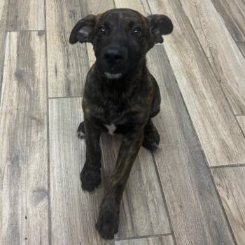 Bingo -  Mixed Breed Dog for Adoption in Henderson, Kentucky - Bingo | PetCurious