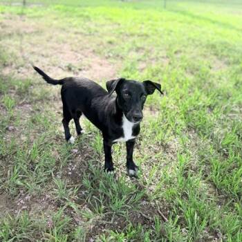 Ravine -  Terrier and Mixed Breed Dog for Adoption in Carencro, Louisiana - Ravine | PetCurious