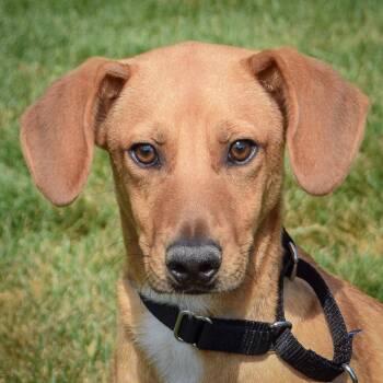 Rescue Beagle and German Shepherd Dog Dogs for Adoption in Huntley, Illinois - Radford | PetCurious