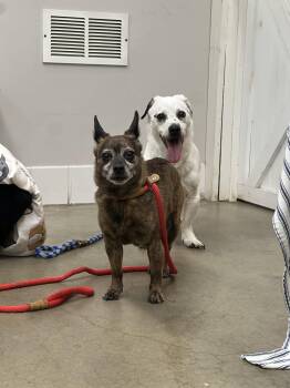 Dachshund and Chihuahua Dogs Available for Adoption in Rockaway, New Jersey - Monty & Gwen NJ- Bonded Pair | PetCurious