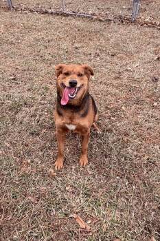 Phoebe Burton -  Mixed Breed Dog Available for Adoption in Boston, Massachusetts - Phoebe Burton | PetCurious