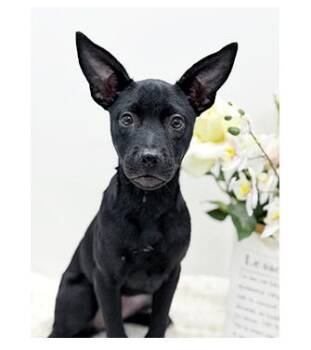LOVE -  Labrador Retriever Dog for Adoption in Castro Valley, California - LOVE | PetCurious
