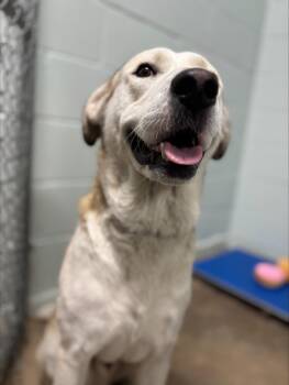 Rescue Labrador Retriever Dogs for Adoption in Lufkin, Texas - Barkley | PetCurious