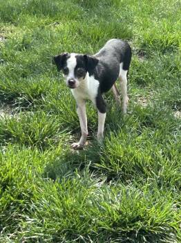 Chihuahua Dogs Available for Adoption - Chip | PetCurious