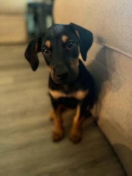 Jane -  Black And Tan Coonhound and Rottweiler Dog for Adoption in Panama City, Florida - Jane | PetCurious