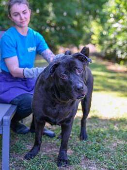 Mixed Breed Dogs Available for Adoption in Chamblee, Georgia - Jessie O | PetCurious