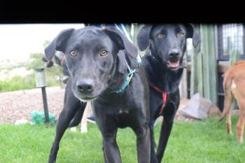 Daisy -  Labrador Retriever Dog for Adoption in Rollingwood, Texas - Daisy | PetCurious