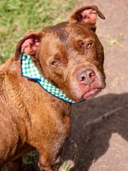 Sparky -  Mixed Breed Dog for Adoption in Myrtle Beach, South Carolina - Sparky | PetCurious