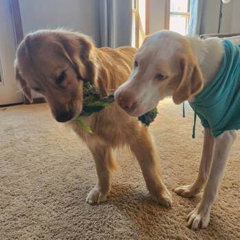 Cheeks -  Great Pyrenees and Labrador Retriever Dog for Adoption in Fayetteville, Arkansas - Cheeks | PetCurious