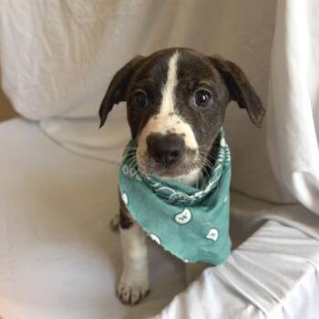 Iris -  Mixed Breed Dog for Adoption in Canal Winchester, Ohio - Iris | PetCurious