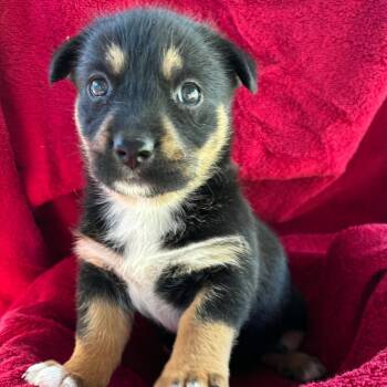 Jennie -  Terrier and Mixed Breed Dog for Adoption in Redmond, Washington - Jennie | PetCurious
