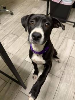 93354A Pepper Jackie -  American Staffordshire Terrier and Mixed Breed Dog for Adoption in North Charleston, South Carolina - 93354A Pepper Jackie | PetCurious