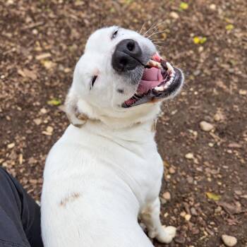 Fiona -  Pit Bull Terrier and Mixed Breed Dog for Adoption in Mundelein, Illinois - Fiona | PetCurious
