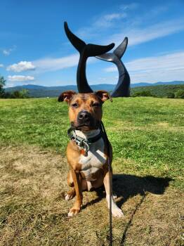 Dozer -  Pit Bull Terrier Dog for Adoption in Randolph, Vermont - Dozer | PetCurious
