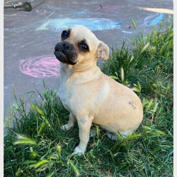 PEACHY -  Pug Dog for Adoption in Chico, California - PEACHY | PetCurious