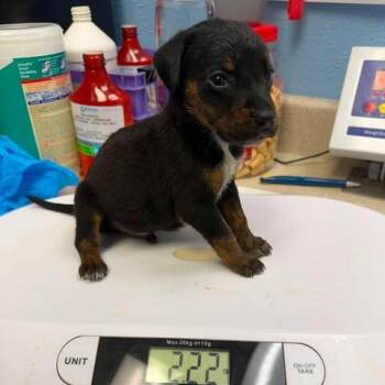 Sunny -  Mixed Breed Dog for Adoption in Leander, Texas - Sunny | PetCurious