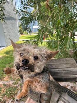 Yorkshire Terrier Dogs Available for Adoption in Doral, Florida - JOJO | PetCurious