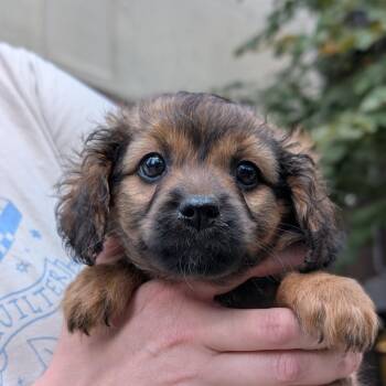 Nintendo -  Miniature Poodle and Spaniel Dog for Adoption in Biltmore Forest, North Carolina - Nintendo | PetCurious