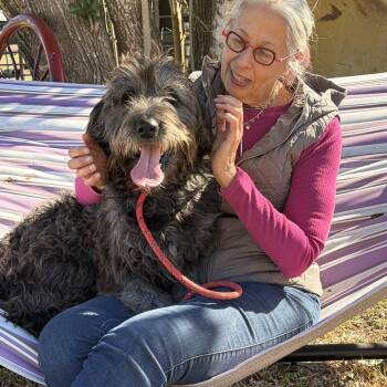 Sheepadoodle Dogs Available for Adoption - Calypso — The Sweetest Old Soul You’ll Ever Meet | PetCurious