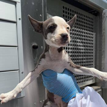Melina -  Pit Bull Terrier Dog for Adoption in Edinburg, Texas - Melina | PetCurious
