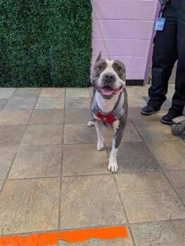 61354643 -  Pit Bull Terrier and Mixed Breed Dog for Adoption in El Paso, Texas - 61354643 | PetCurious