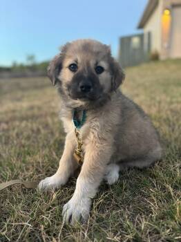 Great Pyrenees and Anatolian Shepherd Dogs Available for Adoption - Ella | PetCurious