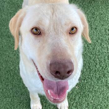 Labrador Retriever Dogs Available for Adoption in Auburn, Nebraska - Cupcake | PetCurious