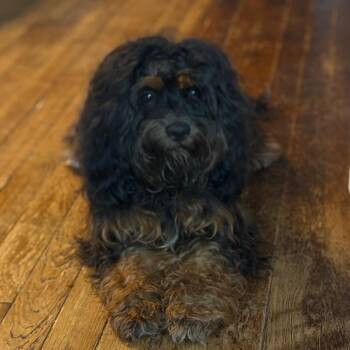 Mousse -  Cavalier King Charles Spaniel and Miniature Poodle Dog for Adoption in Sinking Spring, Pennsylvania - Mousse | PetCurious