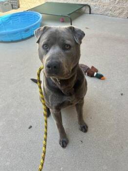 Pit Bull Terrier Dogs Available for Adoption in Dayton, Ohio - FREDA | PetCurious