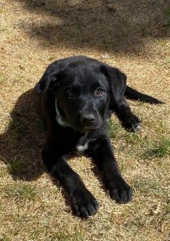 Labrador Retriever and Retriever Dogs Available for Adoption in Fort Lupton, Colorado - Klancy | PetCurious