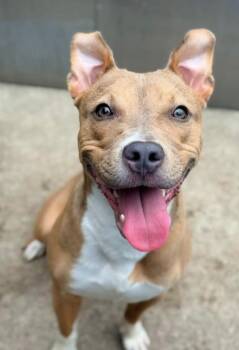 Genoa -  Pit Bull Terrier Dog for Adoption in Chicago, Illinois - Genoa | PetCurious