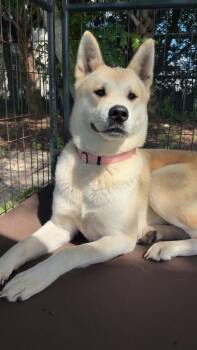 Oakley -  Akita Dog for Adoption in Lakeland, Florida - Oakley | PetCurious