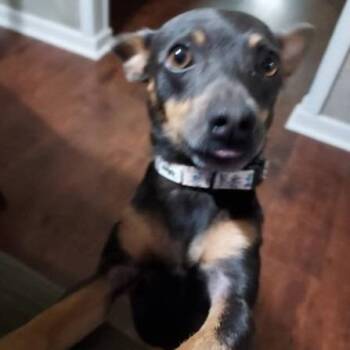 Frank -  Miniature Pinscher Dog for Adoption in Normal, Illinois - Frank | PetCurious