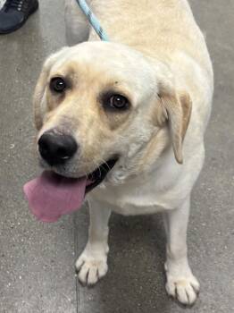 Rosa -  Labrador Retriever Dog for Adoption in Greenfield, Indiana - Rosa | PetCurious