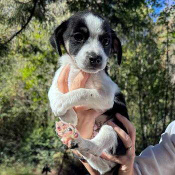 Candy Corn -  Terrier and Mixed Breed Dog for Adoption in Tacoma, Washington - Candy Corn | PetCurious