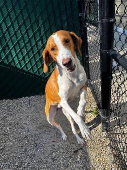 Rescue Hound Dogs for Adoption in Hilton Head Island, South Carolina - Howie | PetCurious