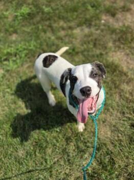Jungle Jim -  Pit Bull Terrier and Mixed Breed Dog for Adoption in Westland, Michigan - Jungle Jim | PetCurious