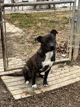 Plott Hound Dogs Available for Adoption - Novacaine | PetCurious