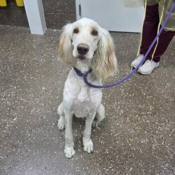 Queenie -  Standard Poodle and Labrador Retriever Dog for Adoption in Incline Village, Nevada - Queenie | PetCurious