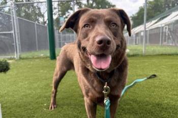 Ivy -  Labrador Retriever and Mixed Breed Dog for Adoption in Kansas City, Missouri - Ivy | PetCurious