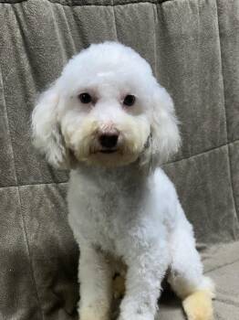 ANDRE -  Poodle Dog for Adoption in Rossford, Ohio - ANDRE | PetCurious